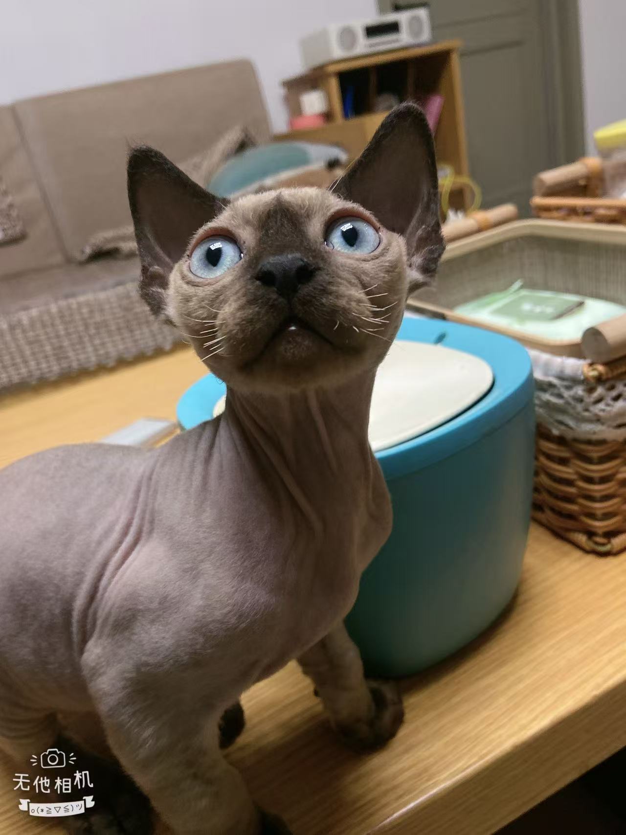 德文小弟弟，重点色。价格可以协商